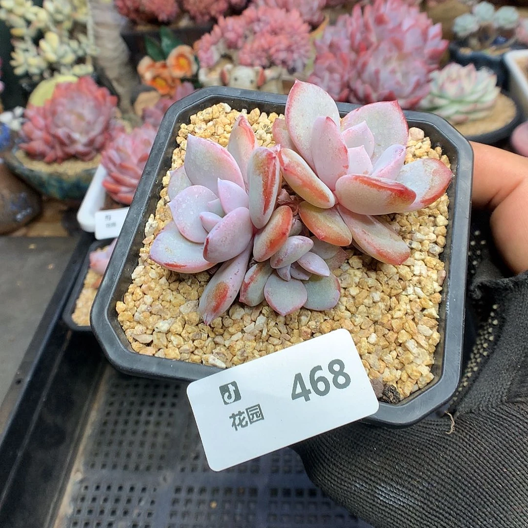 469奶茶多肉植物66666