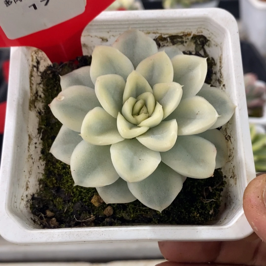 17号雪鸢锦多肉植物