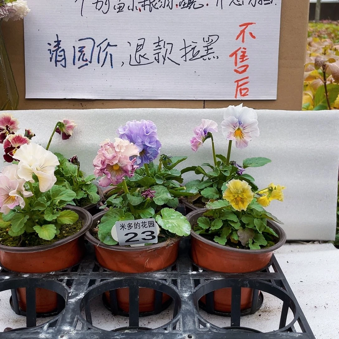 大部分花苞少量开放23