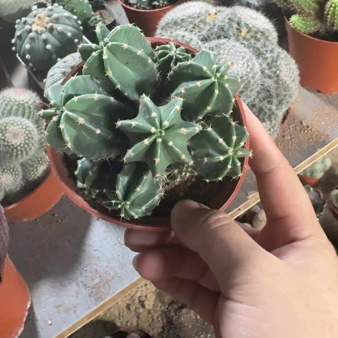 用***2可口可乐了可口可乐