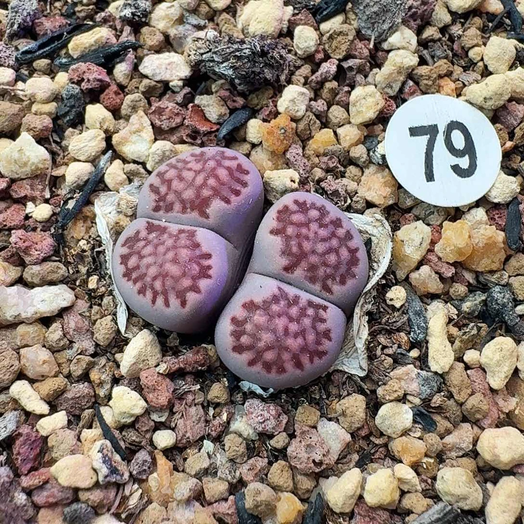 多肉植物福利特特特79