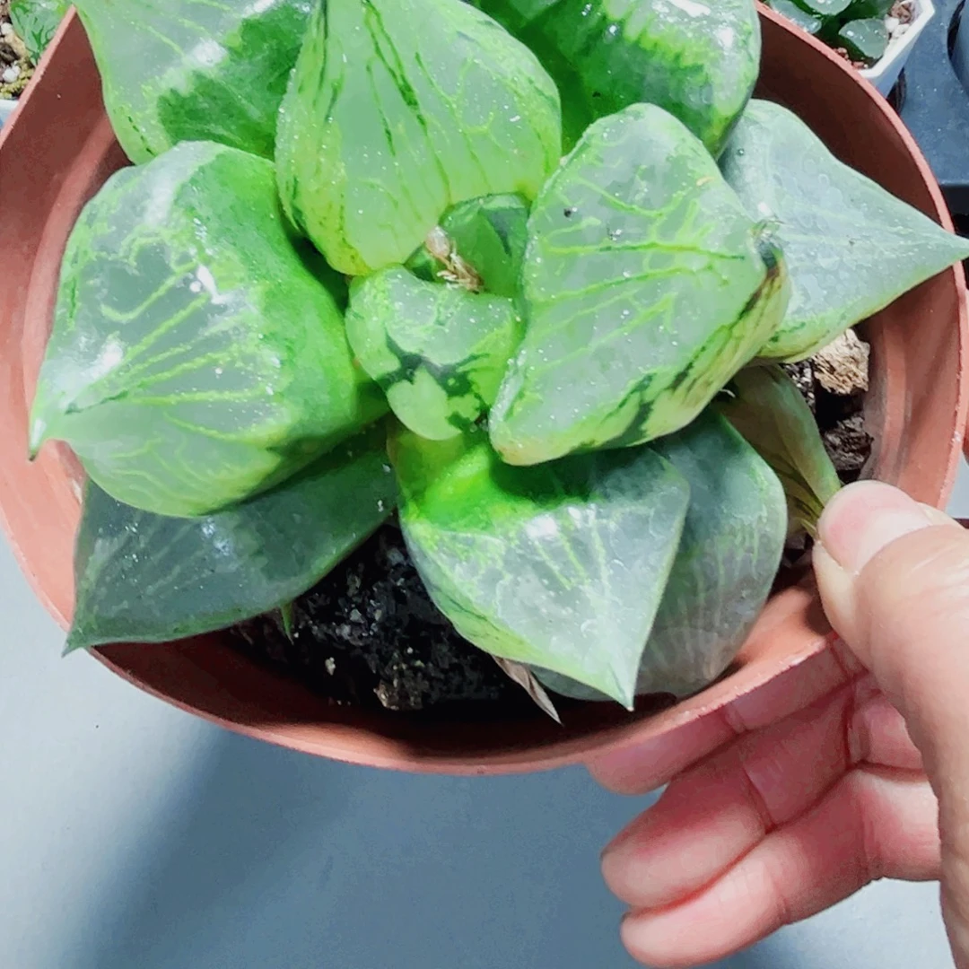 裹般若多肉植物66666