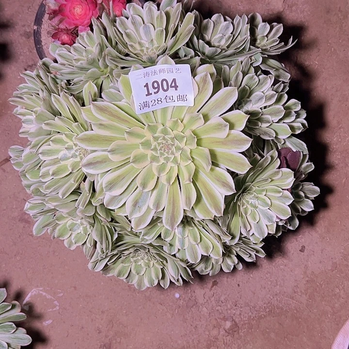 红1904碧浪多肉植物