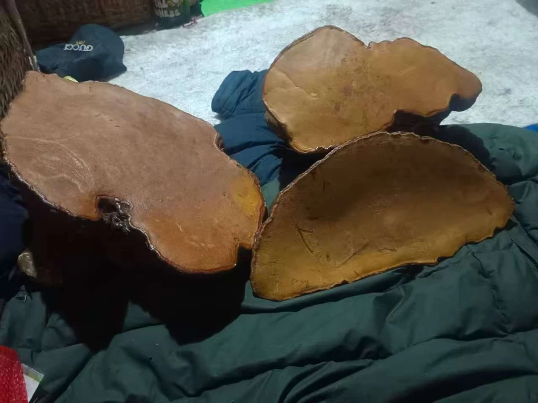 西藏藏区红豆杉 一物一拍 500克直播为准