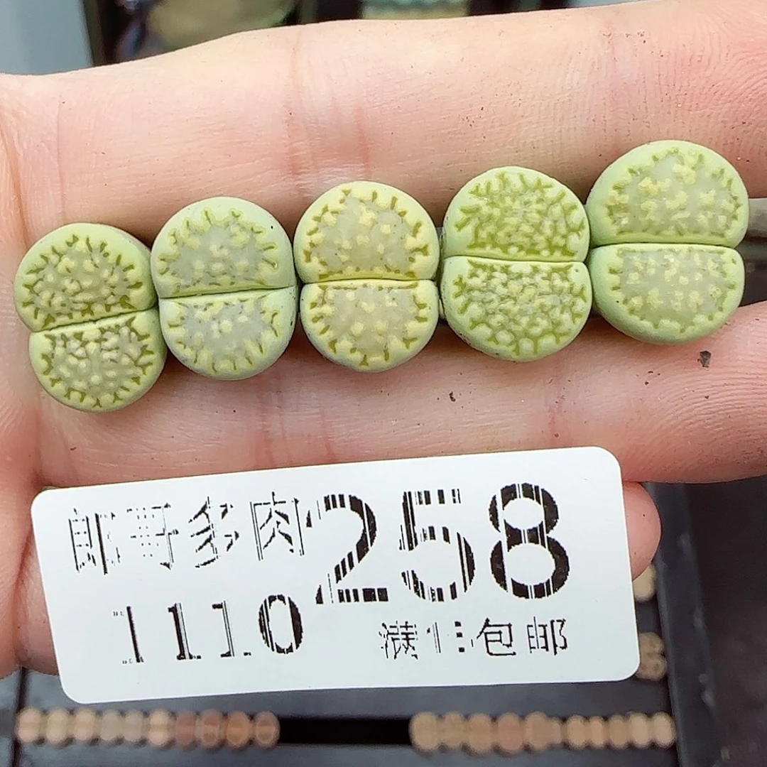 满满18包邮1110-258