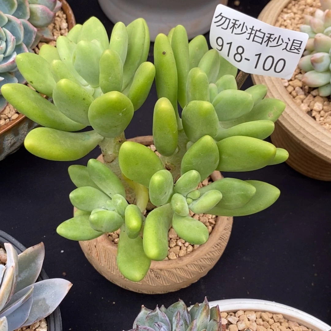 思*勿秒拍秒退 918-0100芒果奶