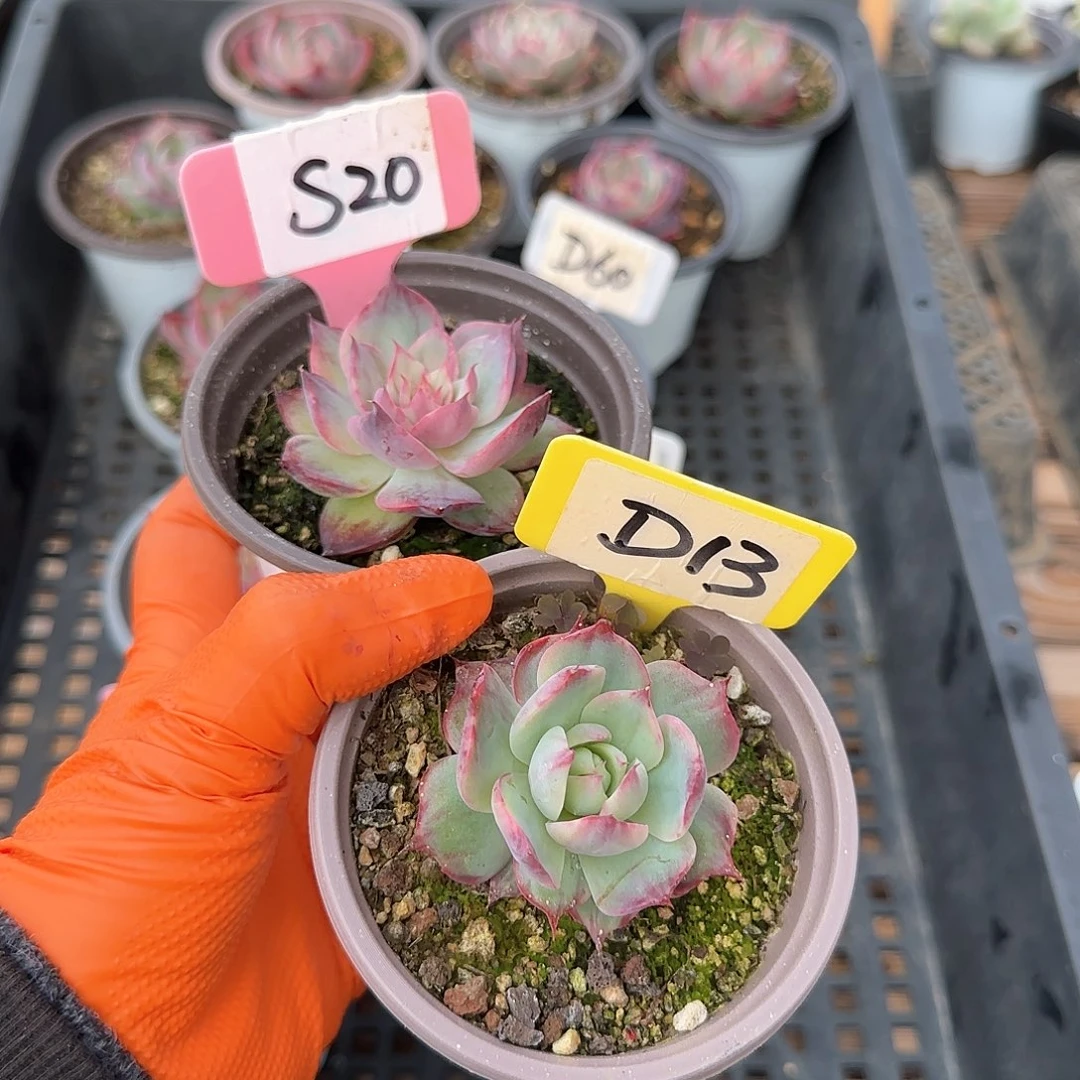 重****肉S20D13惊鸿单头多肉