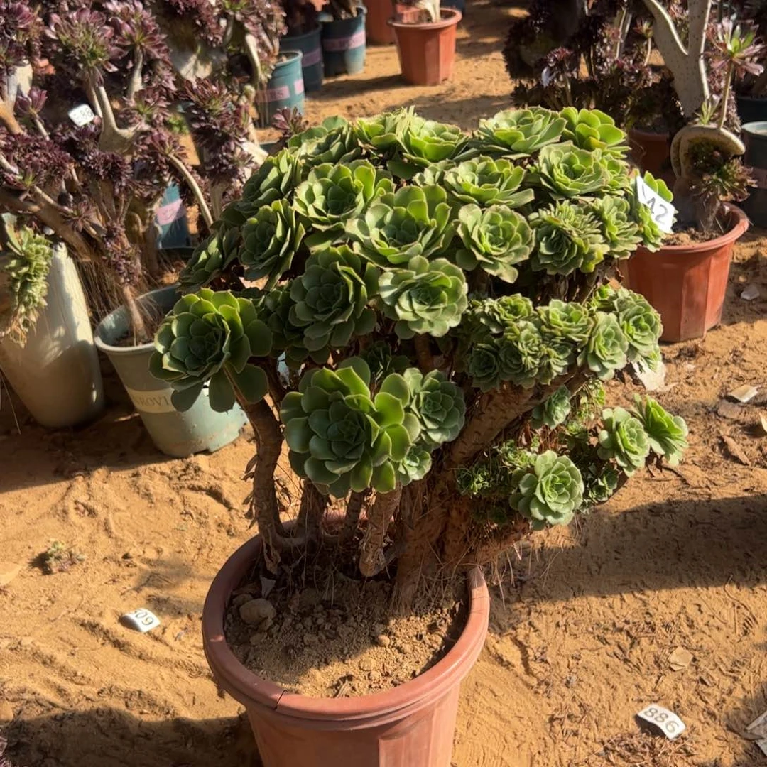 绿杨蓉朵缀042宽高42厘米