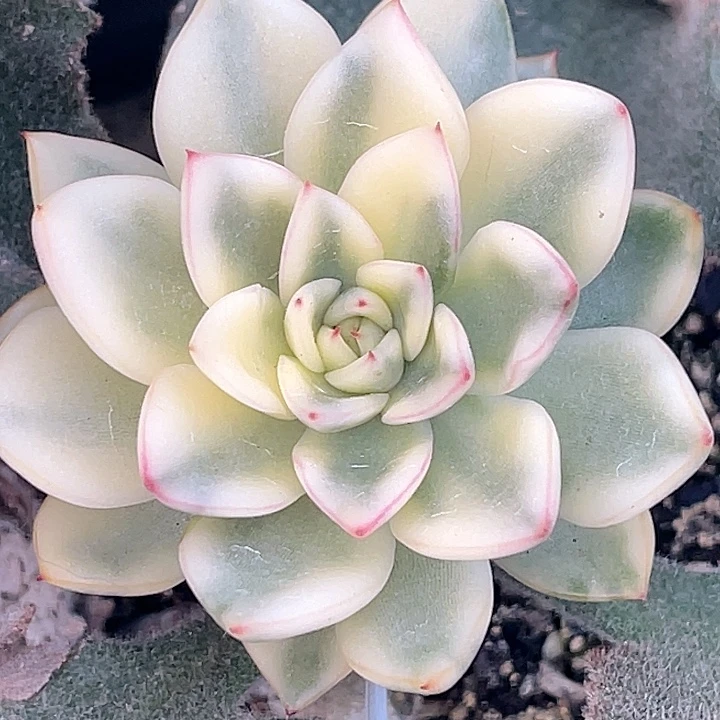 尚品园艺罗德汉娜锦嫁接