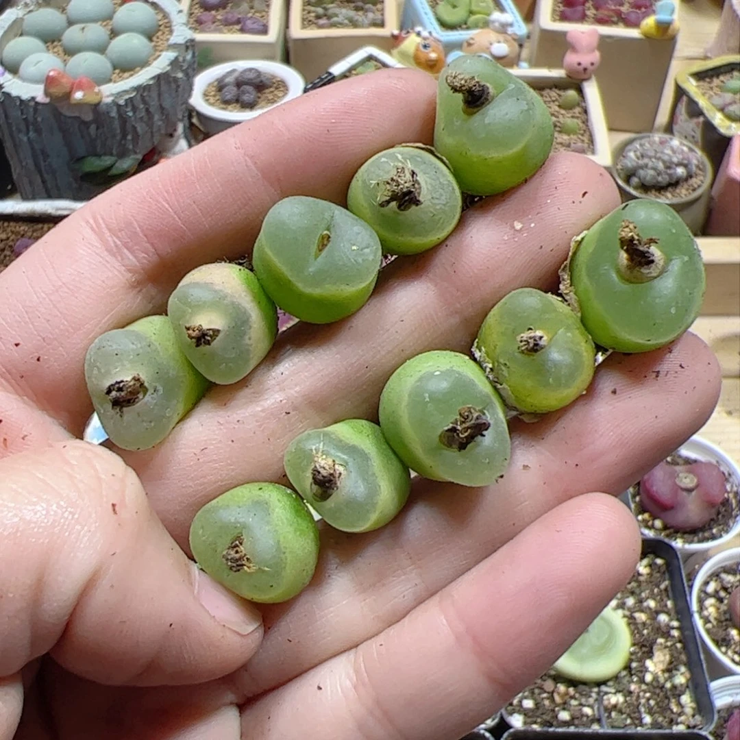 【闪购商品】393 o泡