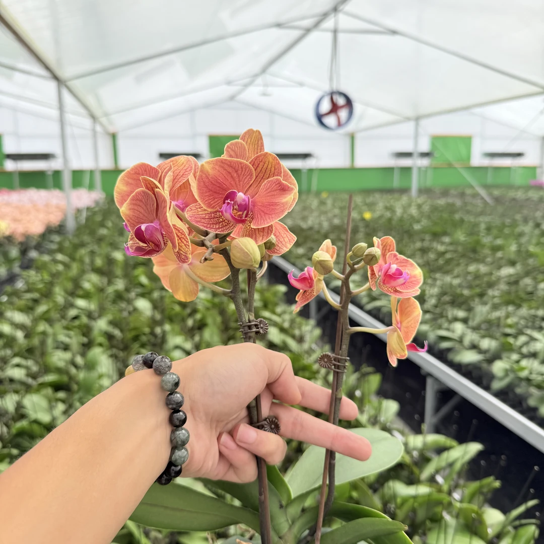 【吉利】蝴蝶兰精品花卉 稀有橙色系 双花剑 超长花期 3.0寸大杯