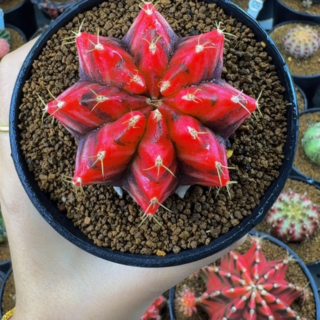 玫瑰红000000000002