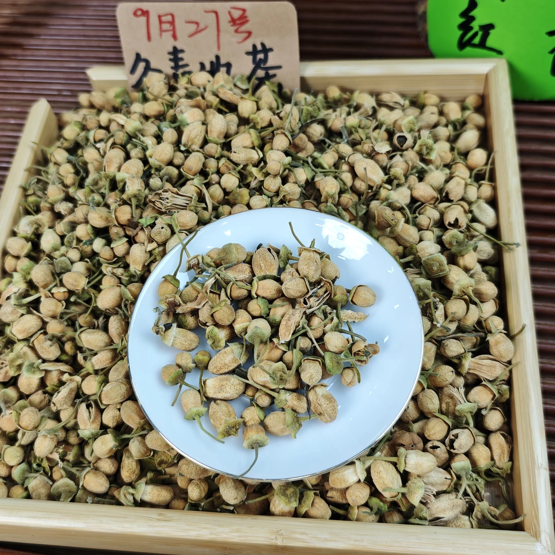 化州橘红花苞 20年老树头采花蕾 柚香花蜜甜 冬青收茶