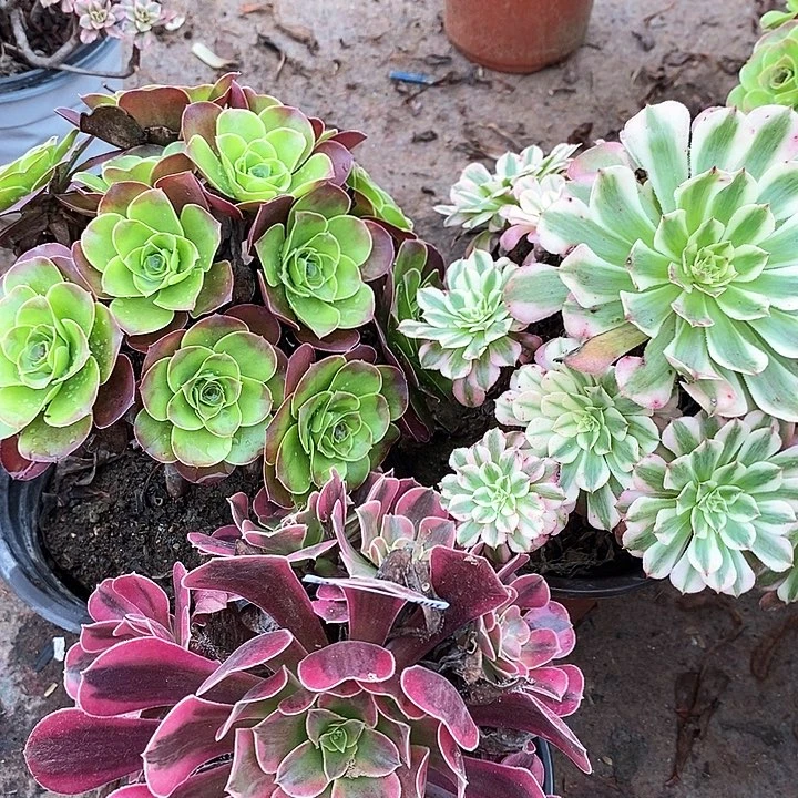 1805 一颗法师多肉