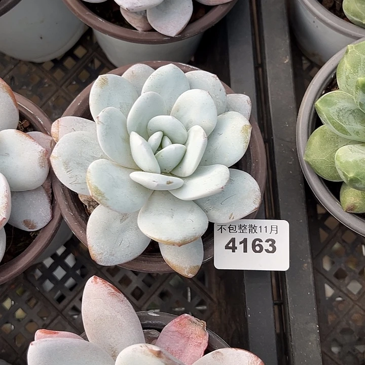 阿雅园艺。       4163