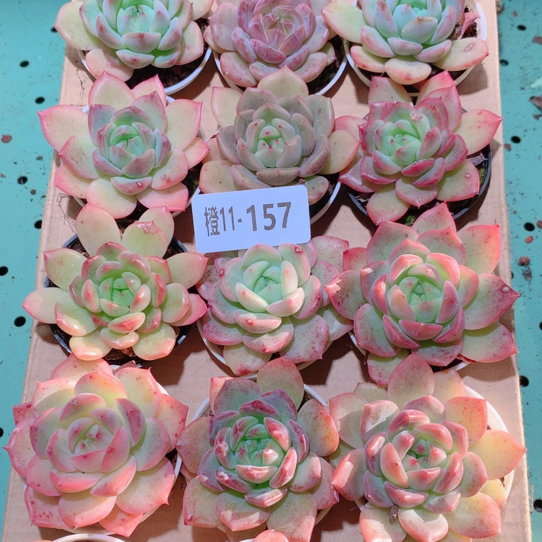 11-157一物一拍多肉带盆18颗