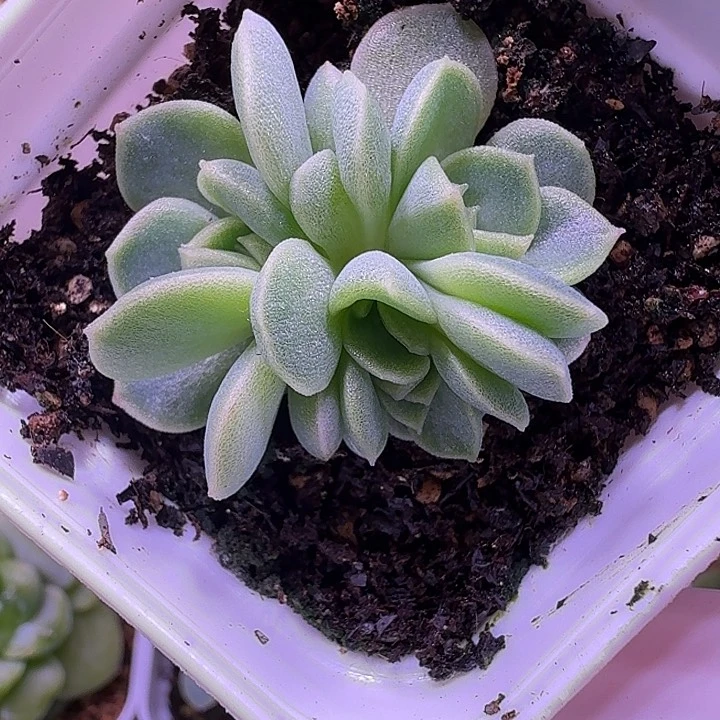 碧琉璃叶插苗一物一拍ye