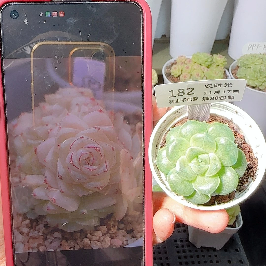 1117-182珍珠23-2麦杆