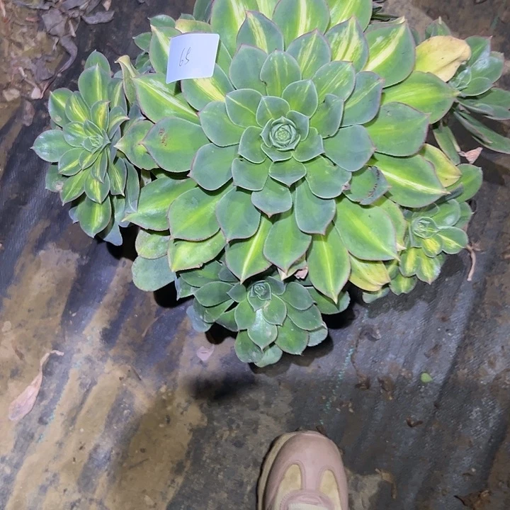 ੭****多肉法师植物链接65