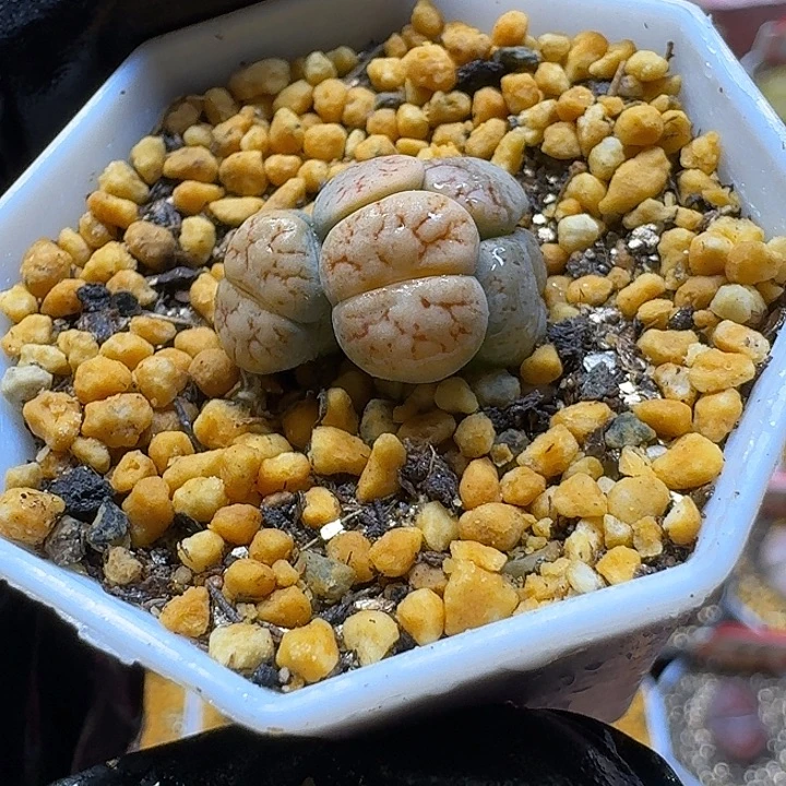 生石花23:：：。  15号