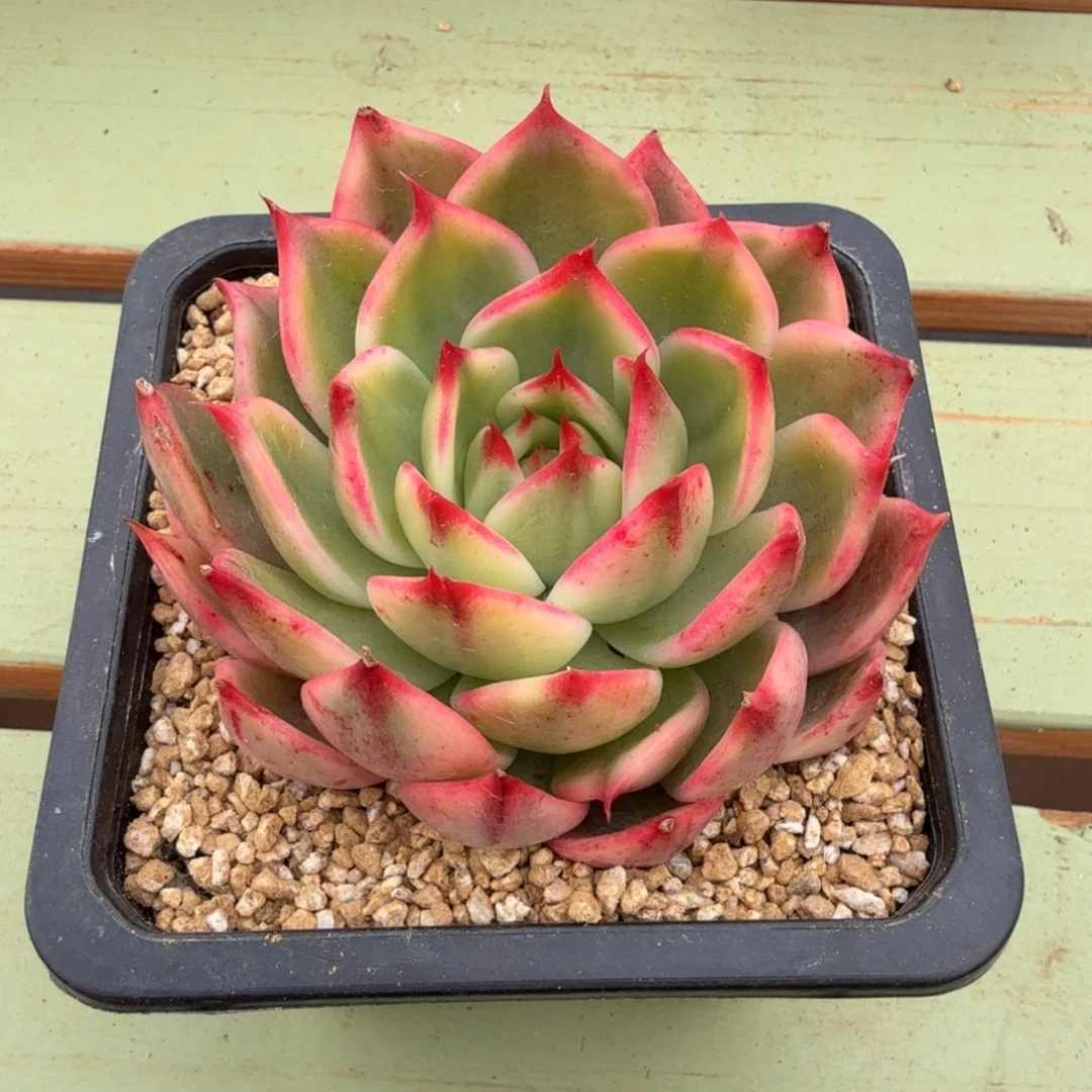 桃花锦锦上园艺一物一拍
