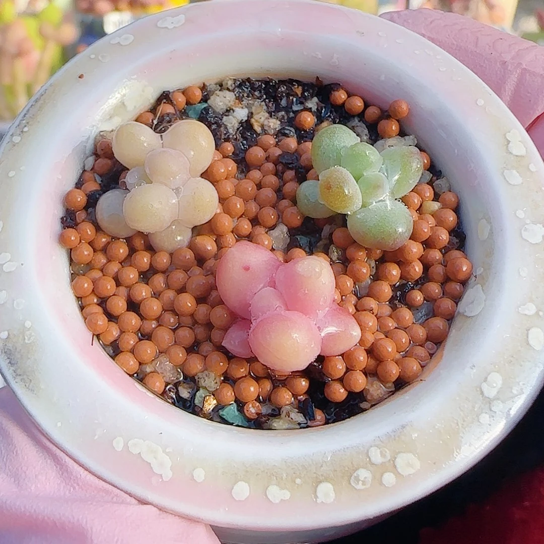 L 蛋黄奶 芒果奶 萤火虫组合带盆