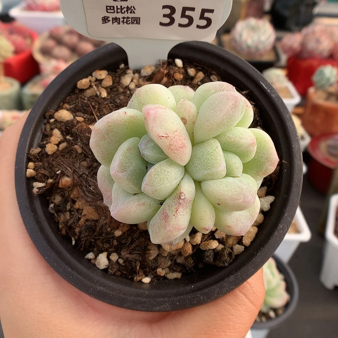 355双心灭心冰玉石化多肉植物