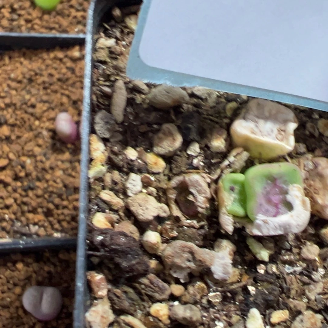 7-178肉锥多肉植物