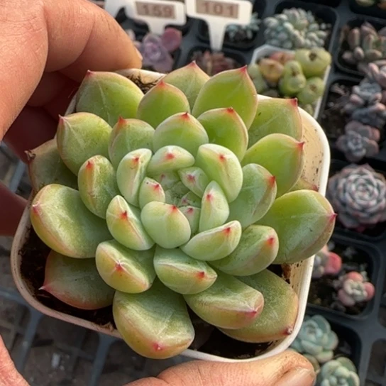128雪花珍妮多肉植物多