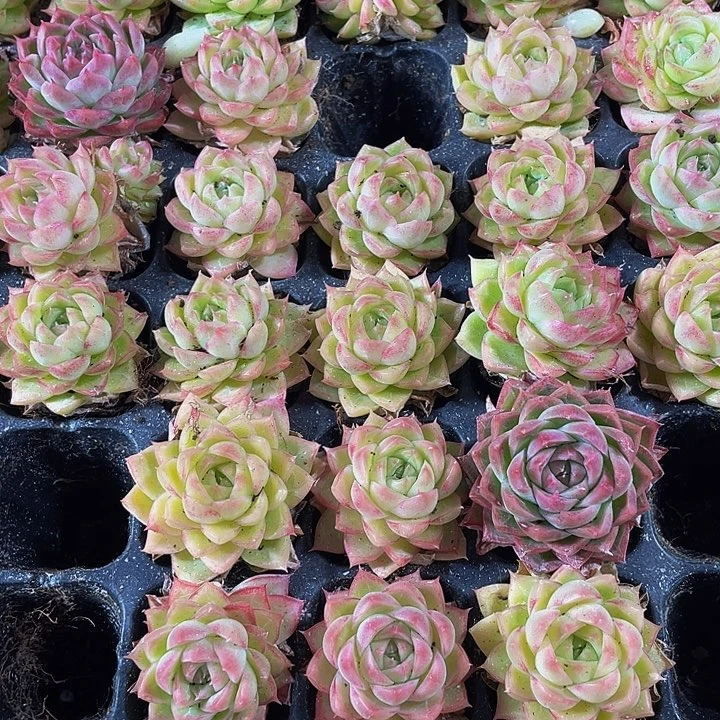 小麦秆1元带土发货