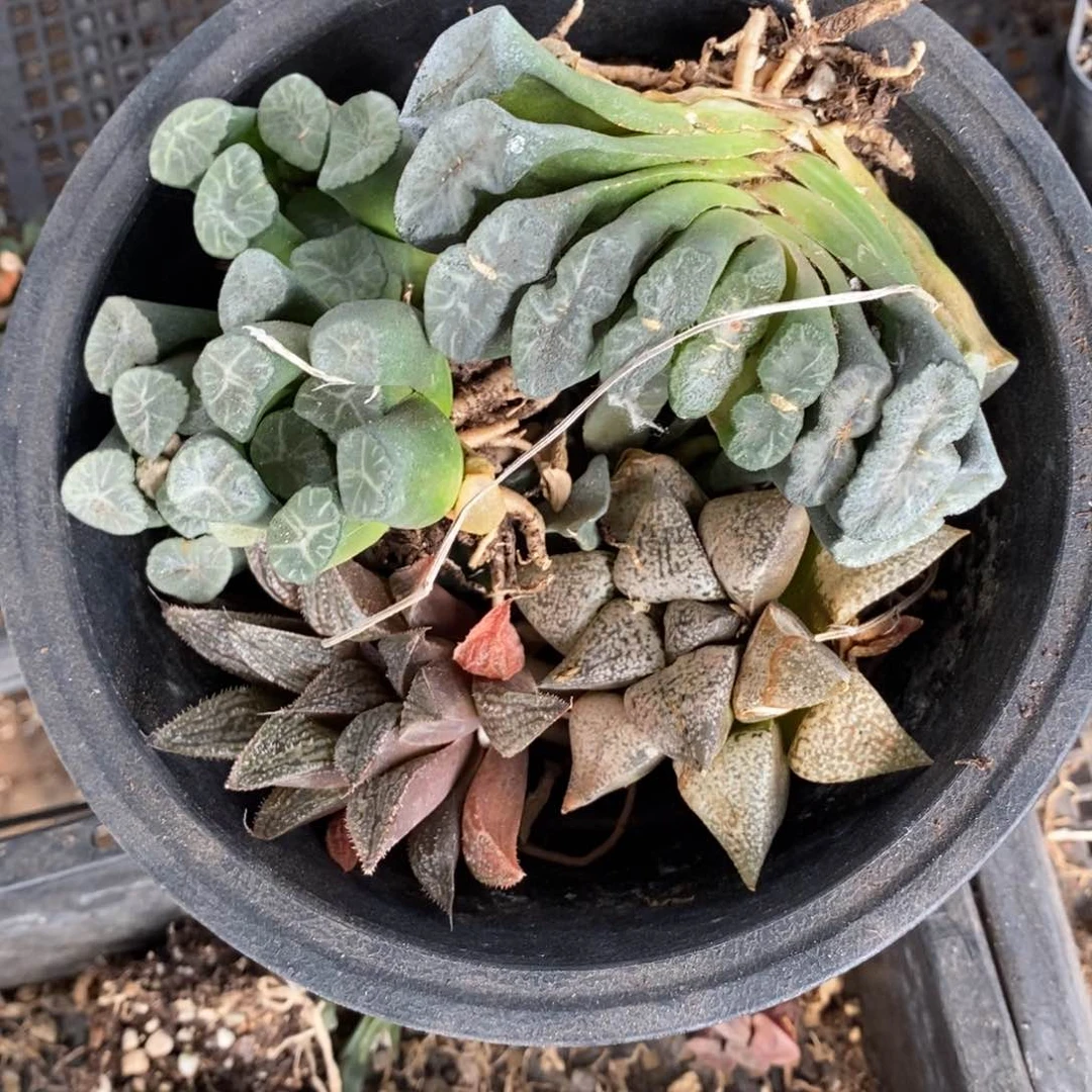 1663 一组八棵 8个品种 超级福利