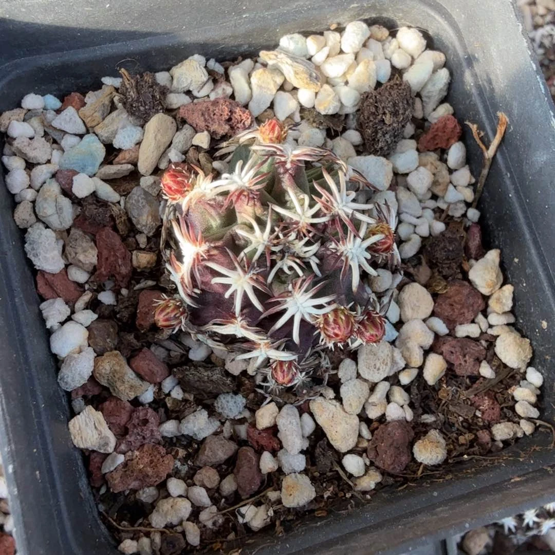 无*多肉植物多肉植物