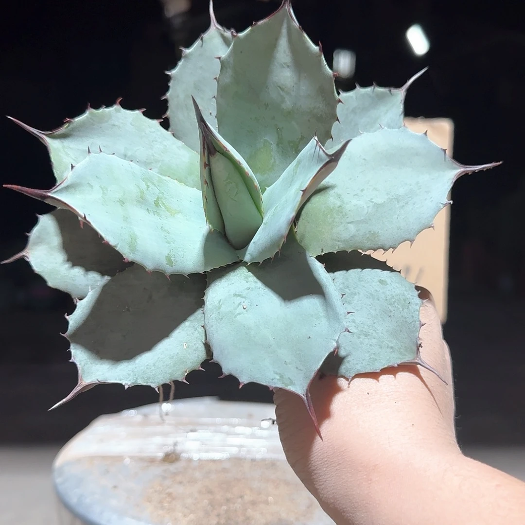 完全开放虚空藏高级灰龙舌兰