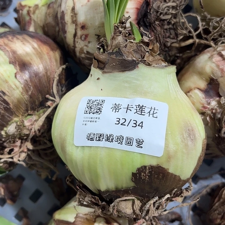 蒂卡莲花进口球9+带花剑