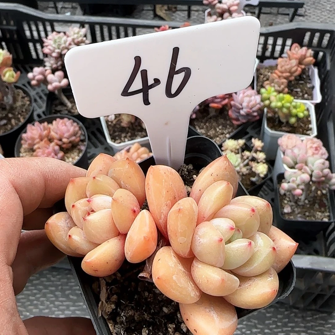 ?**～46sa tui o yu