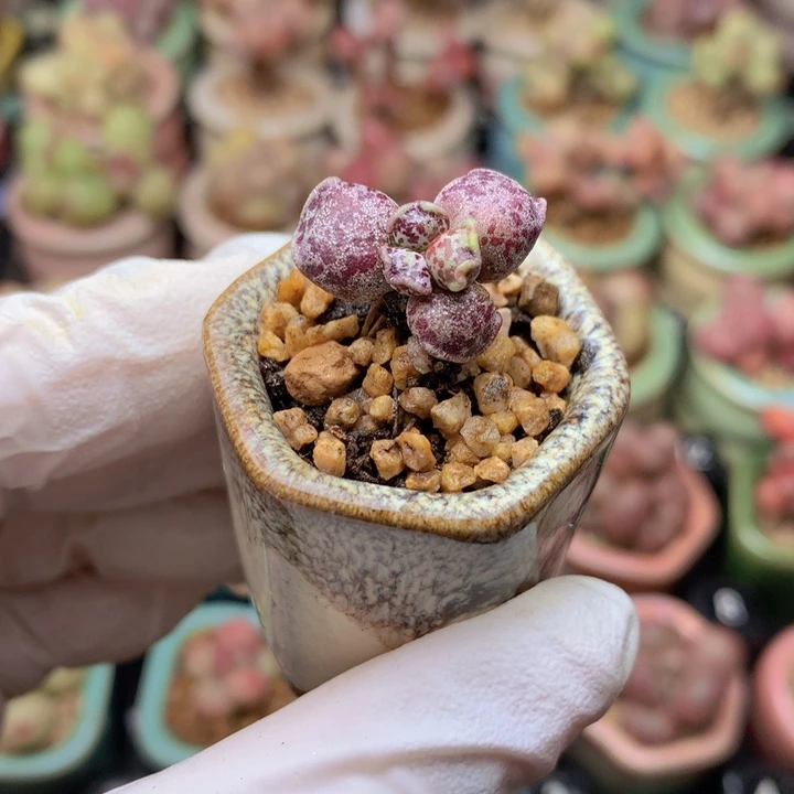 045 丸叶紫海豹 有点锦 木质