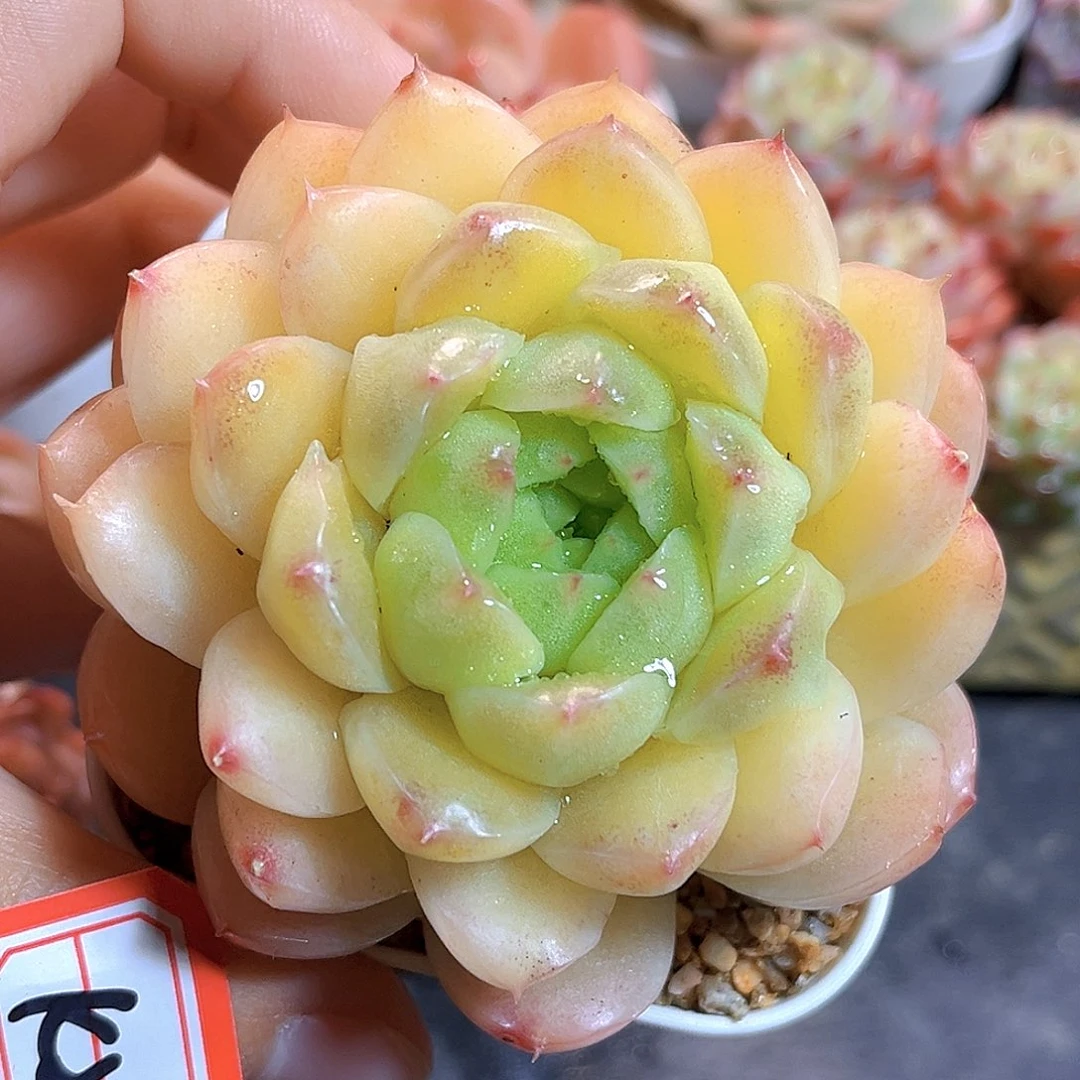 K215  朣朦珍妮 满18包邮