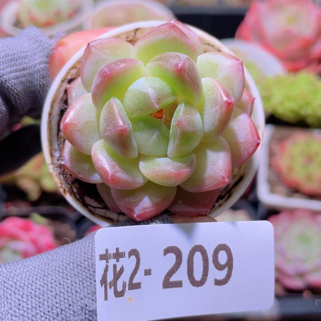 花利美 2-209福利珍妮