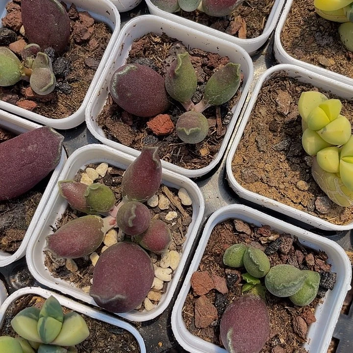 艺妓水泡5.8带盆土