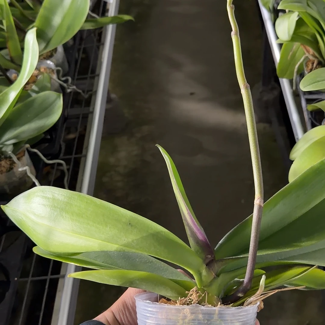 无花朵3.5鸿运财神带梗