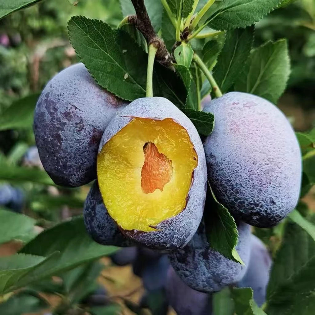 汶川高山蓝蜜大西梅1/3/5斤新鲜现摘现发应季水果坏果包赔1
