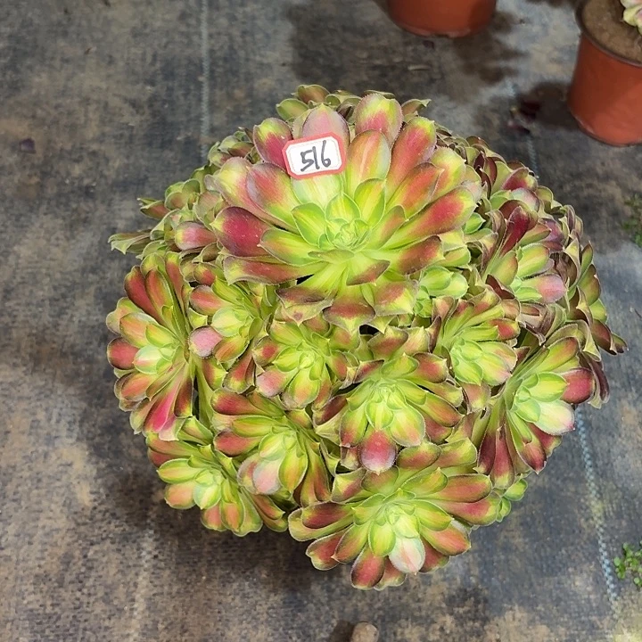 韶华516多肉植物法师