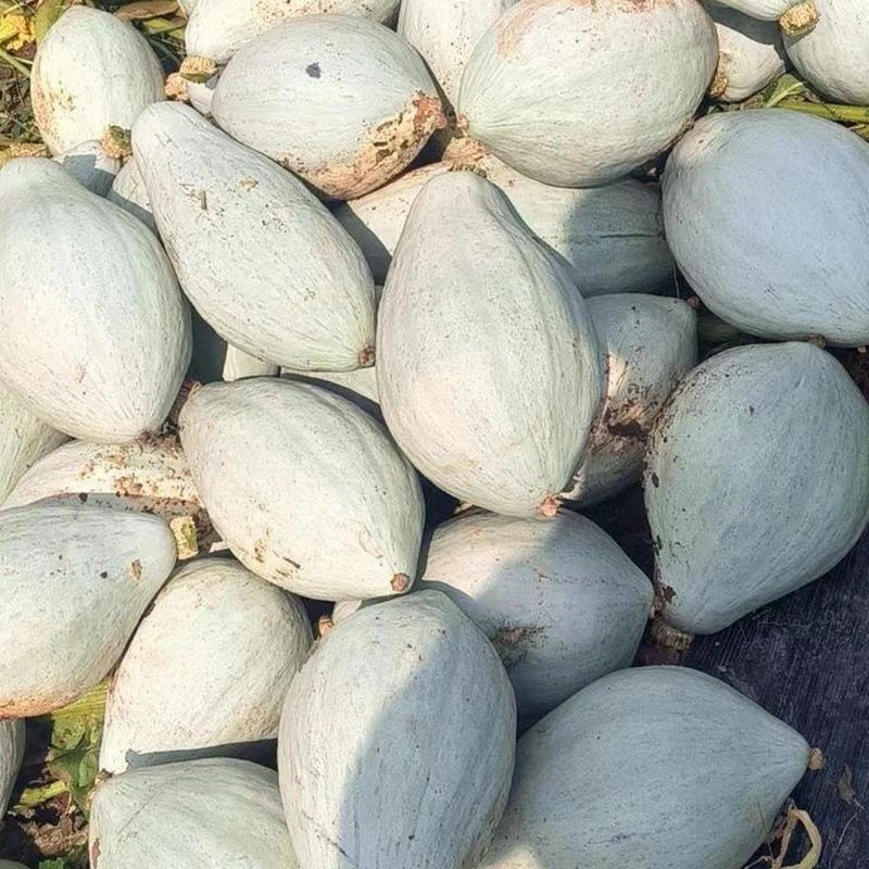 当季丑窝瓜东北贵族南瓜沙漠南瓜宝宝辅食南瓜甜糯