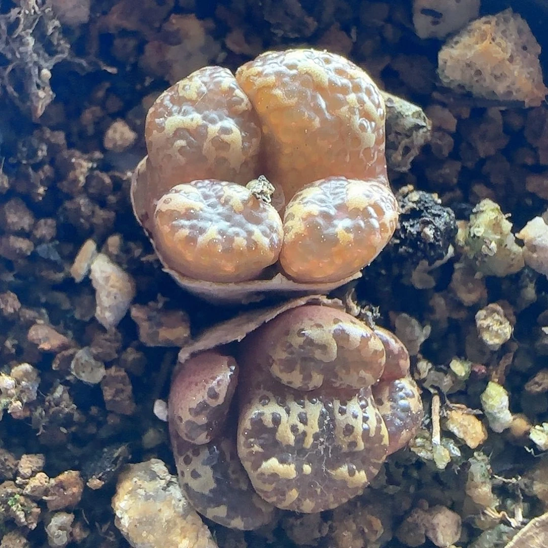 核桃纹勋章。     45686