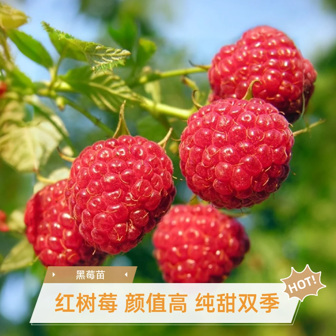 四季红树莓果树苗覆盆子红泡盆栽果树苗地载孩子喜欢的果树苗