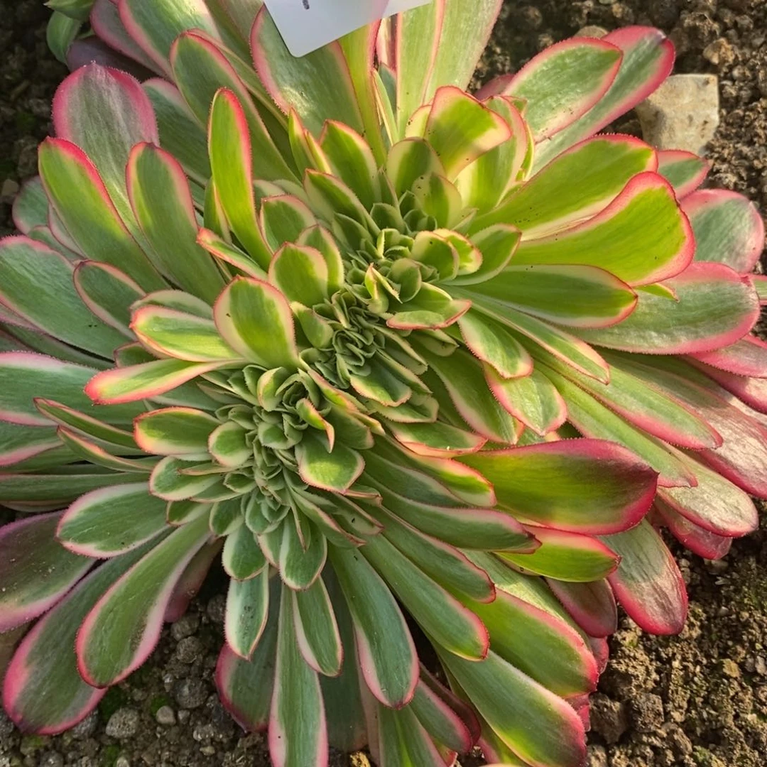 1027美杜莎缀多肉植物