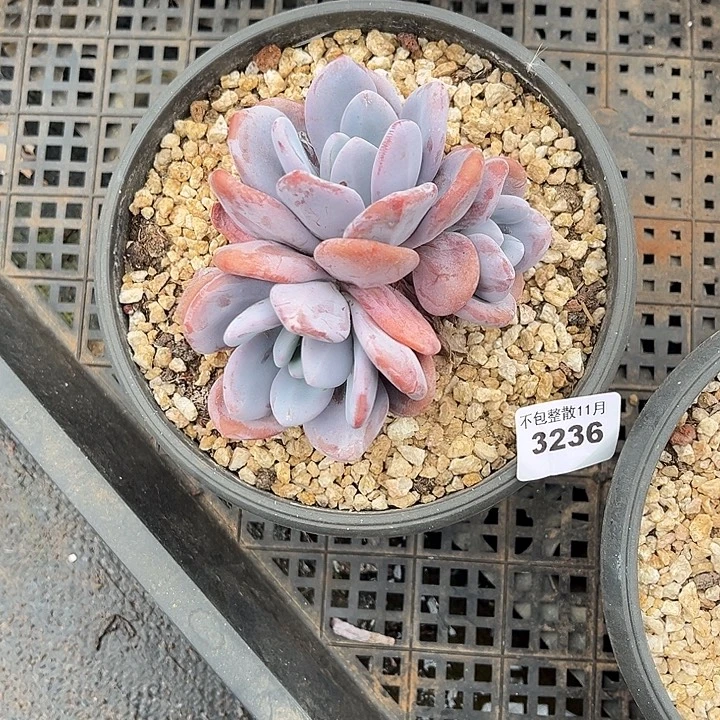 阿雅园艺。         3236粉兔