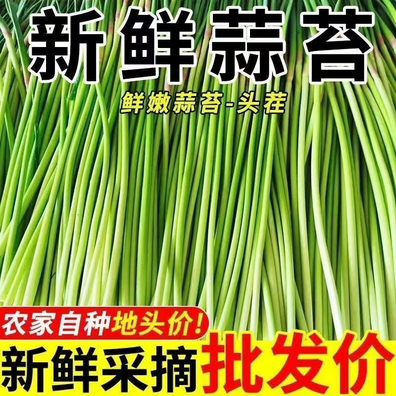 【恩施助农】2025年新鲜蒜苔新鲜批发红帽蒜苔蒜毫新蒜薹当季蒜苔