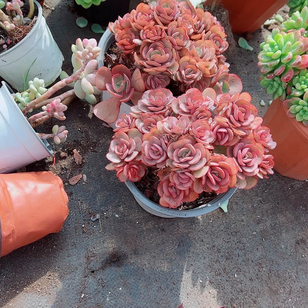 秀妍玫瑰多头群生老桩特价二盆