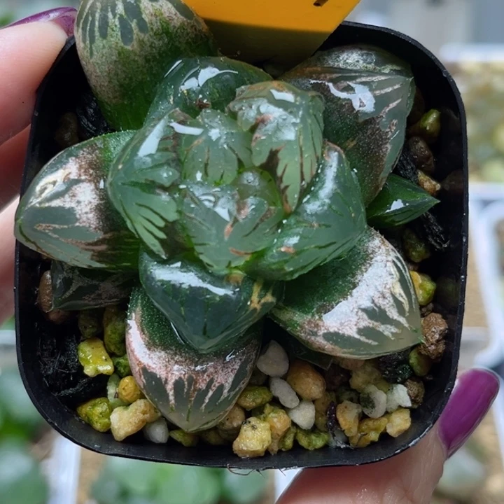 377冰灯玉露锦哈哈哈哈